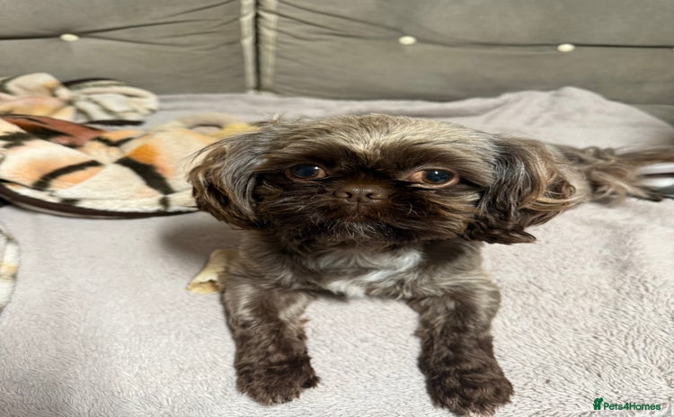 Shih Tzu dogs - Advert 2