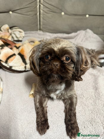 Shih Tzu dogs - Advert 1