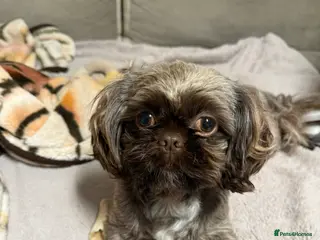 Shih Tzu dogs KC Shih Tzu Stud – Rare Chocolate/Lavender Coat - Advert 6