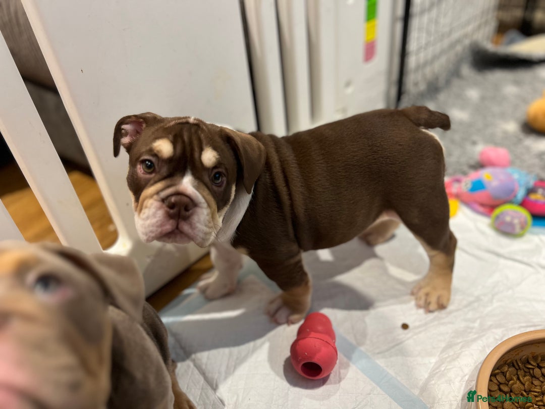English Bulldog dogs for sale: One Beautiful Cuddly Girl Left 🏠💗 - Image 12