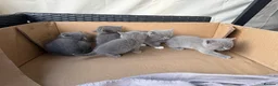 British Longhair cats for sale: 4 British Blue Shorthair Kittens For New Home Soon - Advert 11