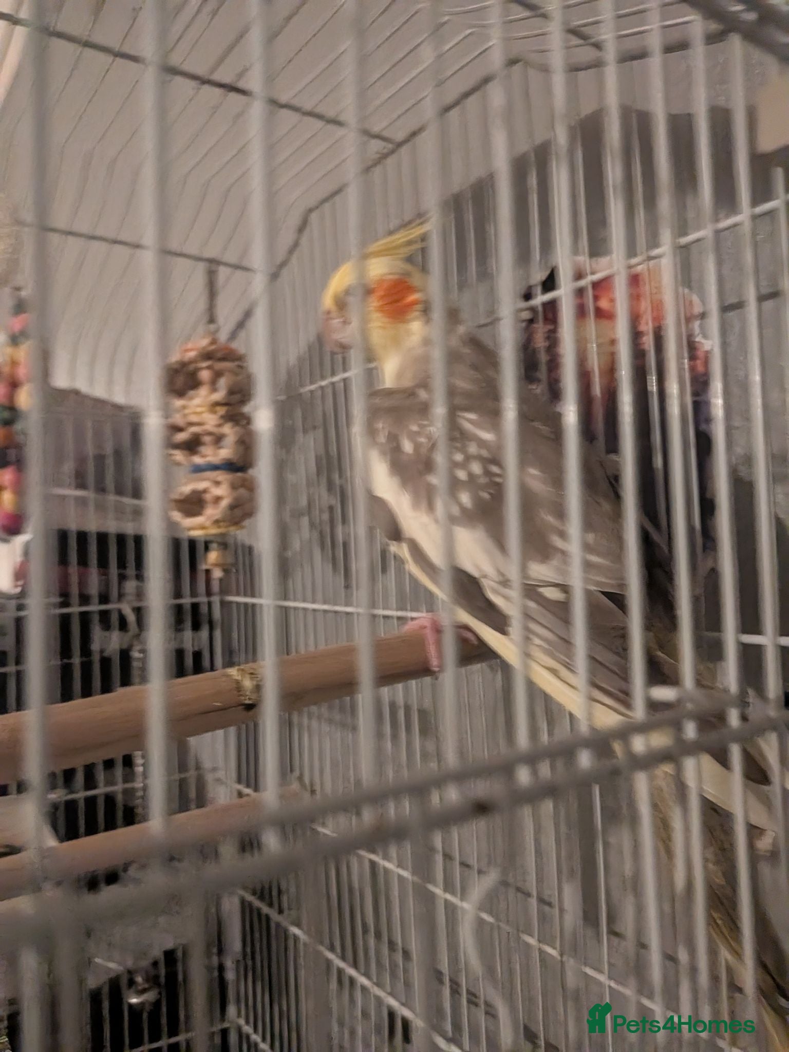 Cockatiels birds Cockatiel male - Advert 1