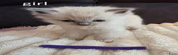Ragdoll cats for sale: Ragdoll Kittens for sale - Advert 2