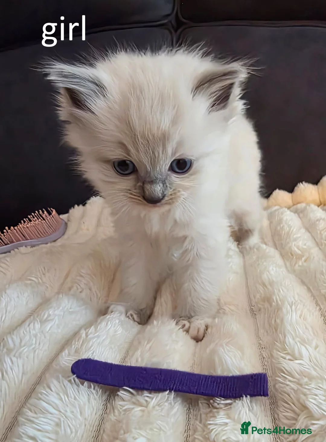 Ragdoll cats for sale: Ragdoll Kittens for sale - Advert 2