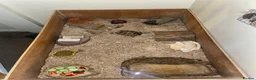 Tortoise reptiles for sale: Horsefield tortoise  in Aldershot - Advert 2