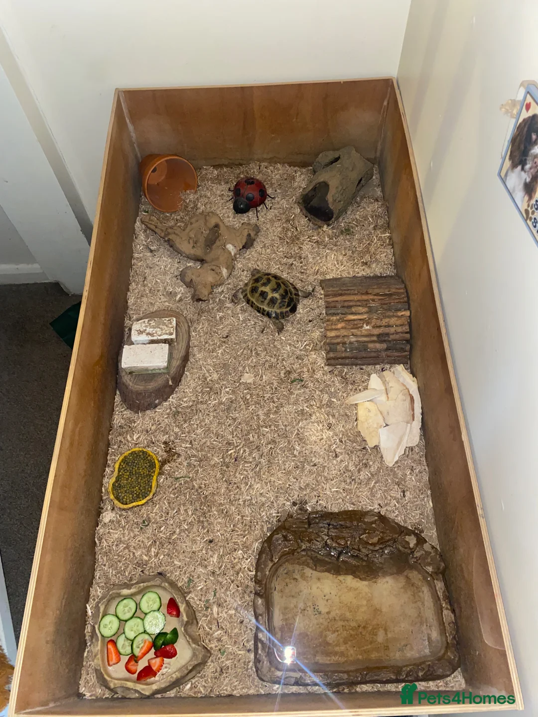 Tortoise reptiles for sale: Horsefield tortoise  in Aldershot - Advert 2