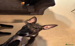 Mixed Breed dogs for sale: 15 week old bull terrier x staffy - Image 4