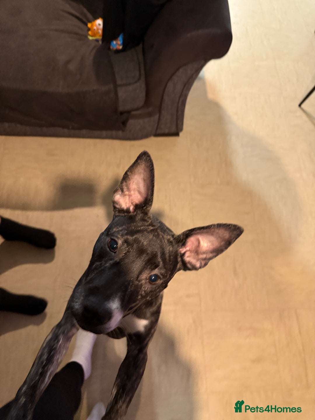 Mixed Breed dogs for sale: 15 week old bull terrier x staffy - Image 4