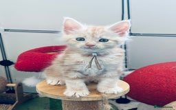 Maine Coon cats for sale: Maine coon kitten ❤️‍🔥 boys and girls available  - Image 2