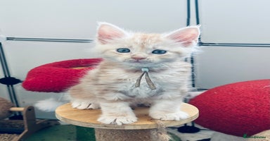 Maine Coon cats - Advert 14