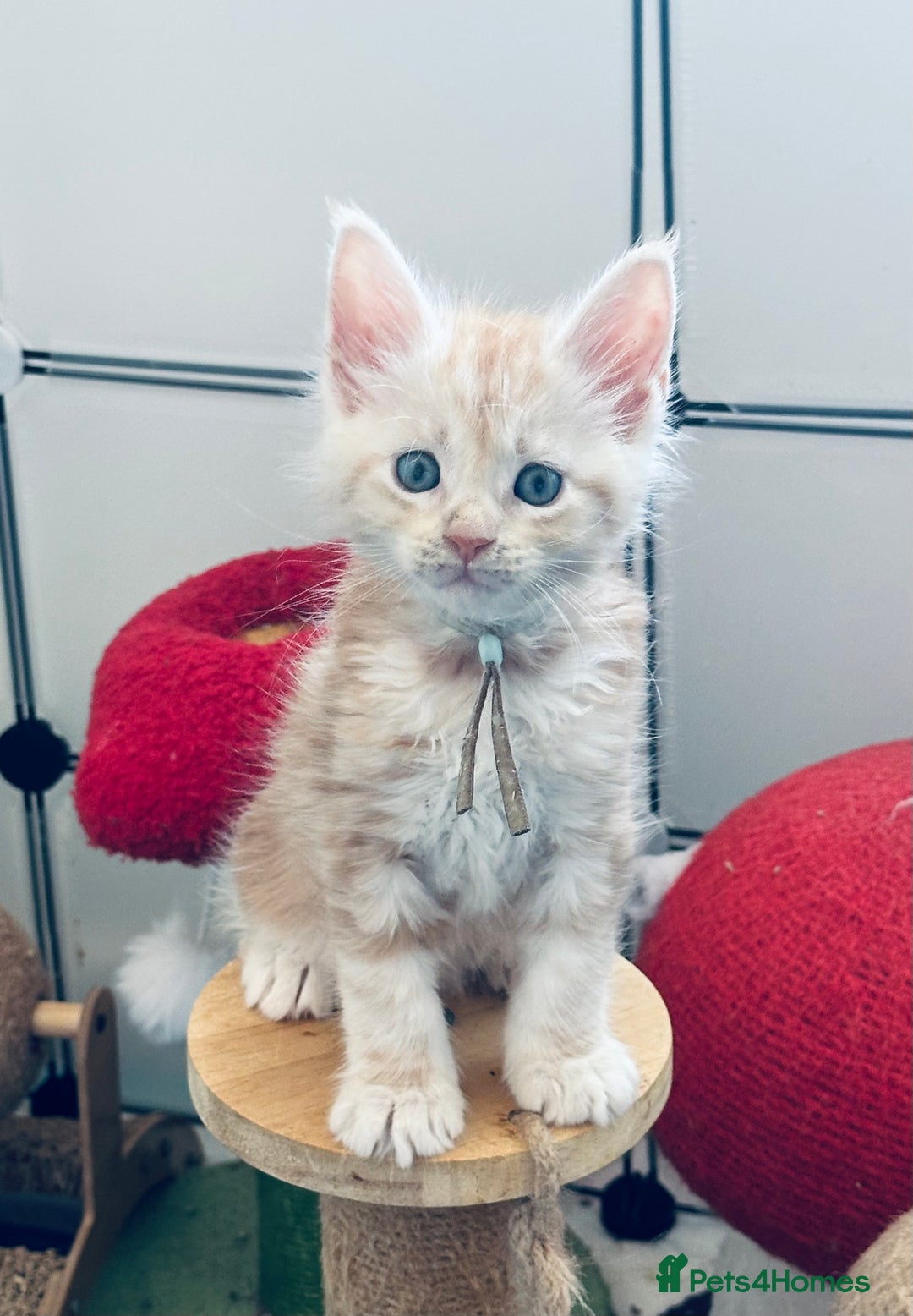 Maine Coon cats for sale: Maine coon kitten ❤️‍🔥 boys and girls available  - Image 2