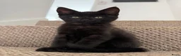 Mixed Breed cats for sale: Maine Coon  in Gloucester - Advert 3