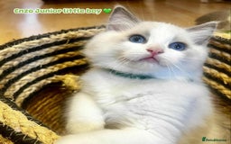 Ragdoll cats for sale: 💖Beautiful Ragdoll💖 Tica register  - Image 6