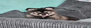 Pomsky 2