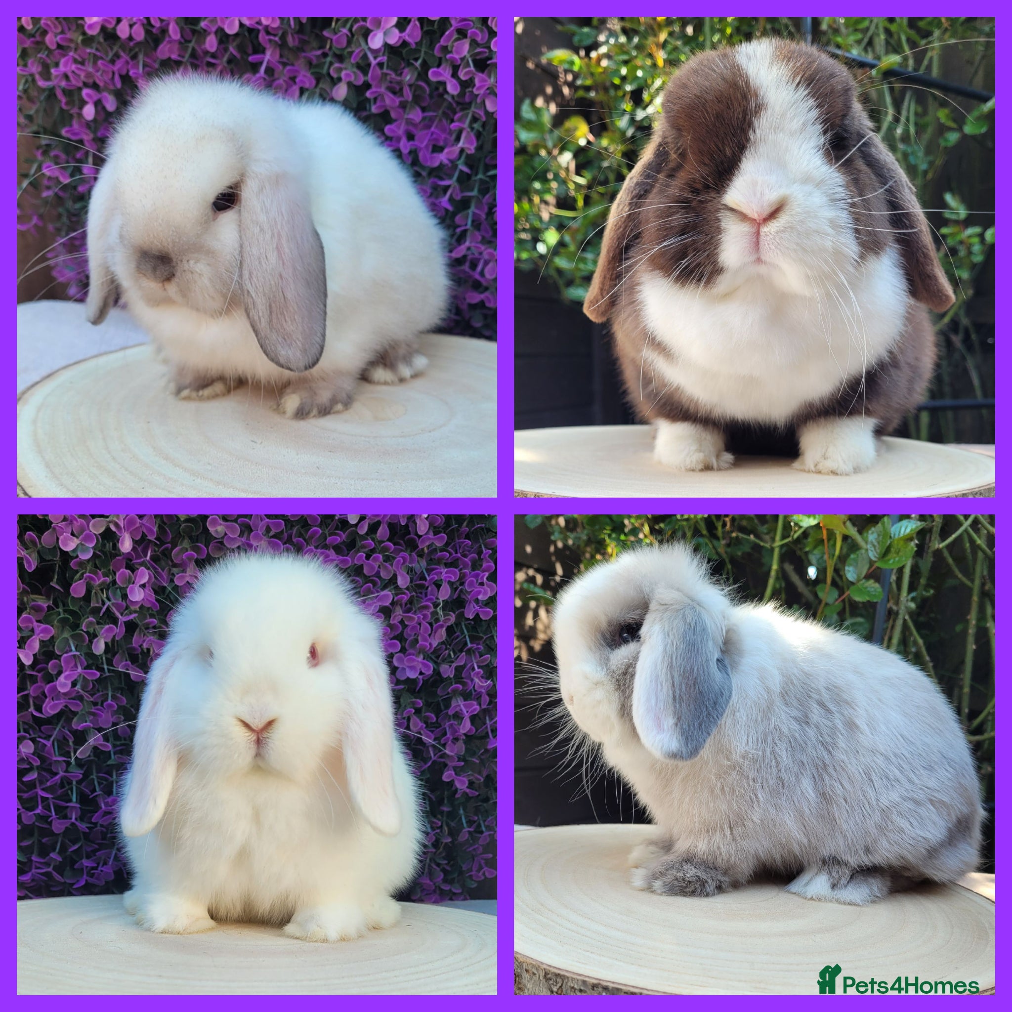 Mini Lop rabbits 4 Available Beautiful Purebred Mini Lop Bunnies - Advert 5