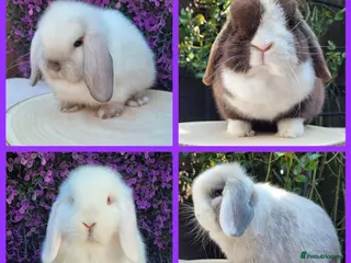 Mini Lop rabbits 4 Available Beautiful Purebred Mini Lop Bunnies - Advert 5