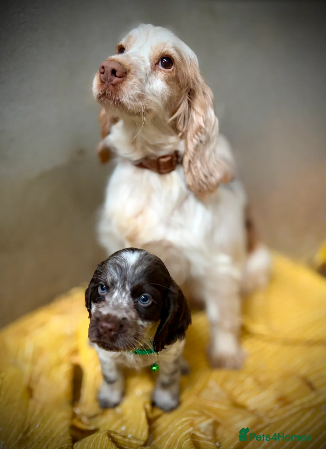 Cocker Spaniel dogs for sale: Show Type Chocolate Roan Cocker Spaniel Puppies - Advert 5
