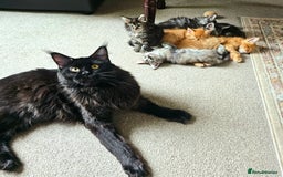 Maine Coon cats for sale: Beautiful Pedigree Maine Coon Kittens – Ready Soon - Image 9