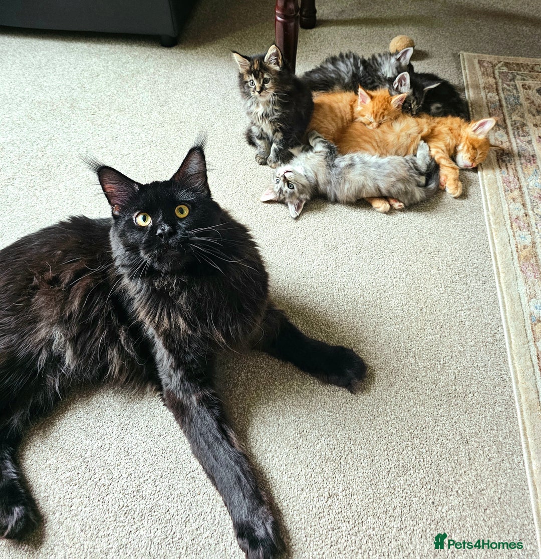 Maine Coon cats for sale: Beautiful Pedigree Maine Coon Kittens – Ready Soon - Image 9