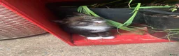 Mixed Breed cats for sale: Adorable kittens  - Advert 4