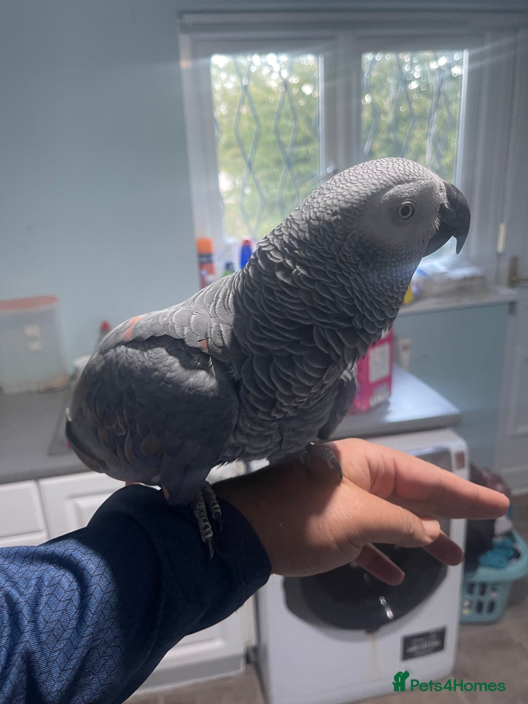 Parrots birds for sale: African Grey Parrot tame brill talker inc cage  - Advert 4