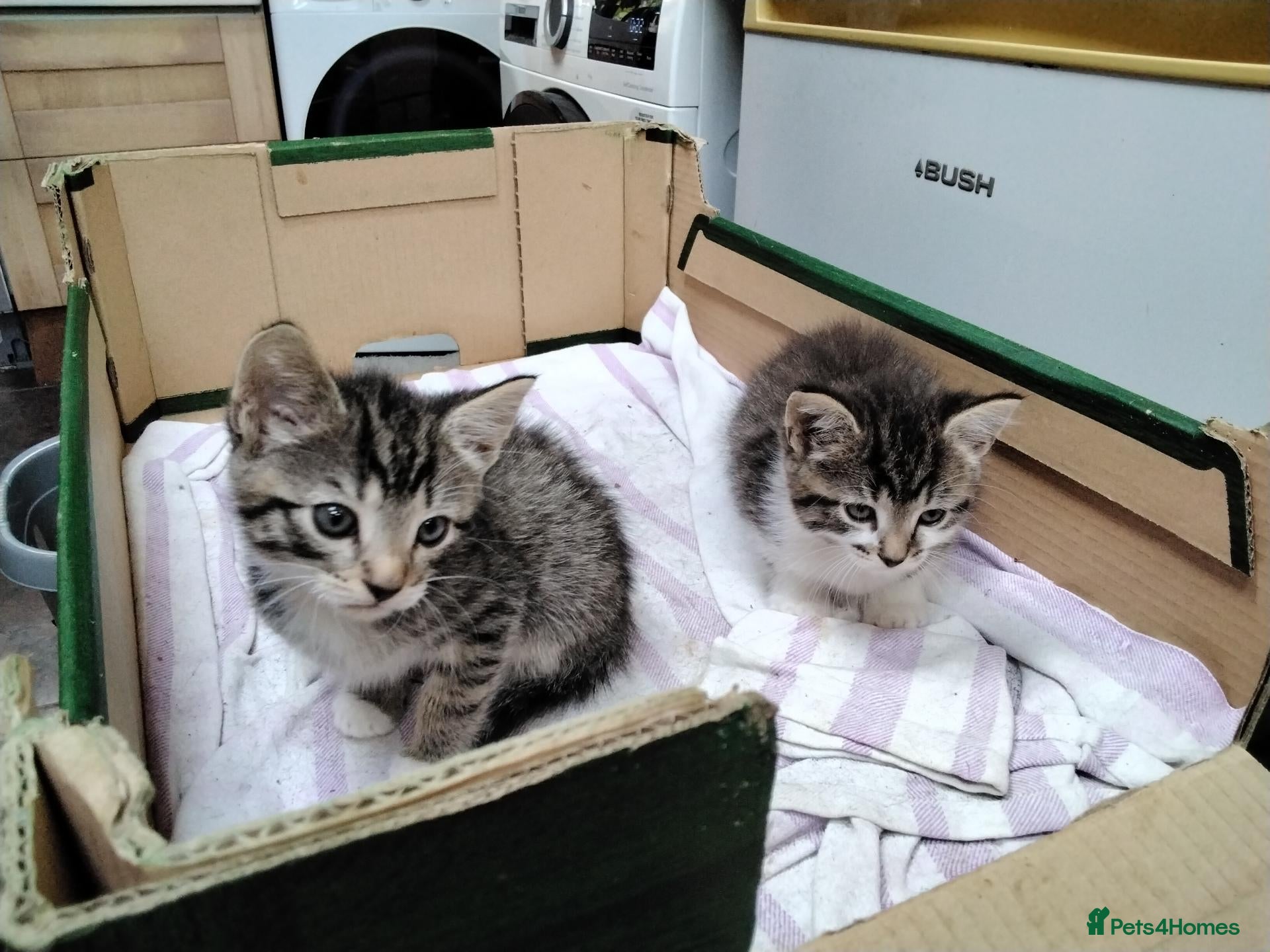 Mixed Breed cats Beautiful playful kittens  - Advert 7