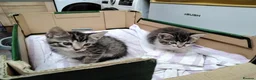Mixed Breed cats for sale: Beautiful playful kittens  - Advert 7