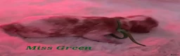 Cavalier King Charles Spaniel dogs for sale: Blenhiem cavalier king charles spaniel puppies - Advert 15