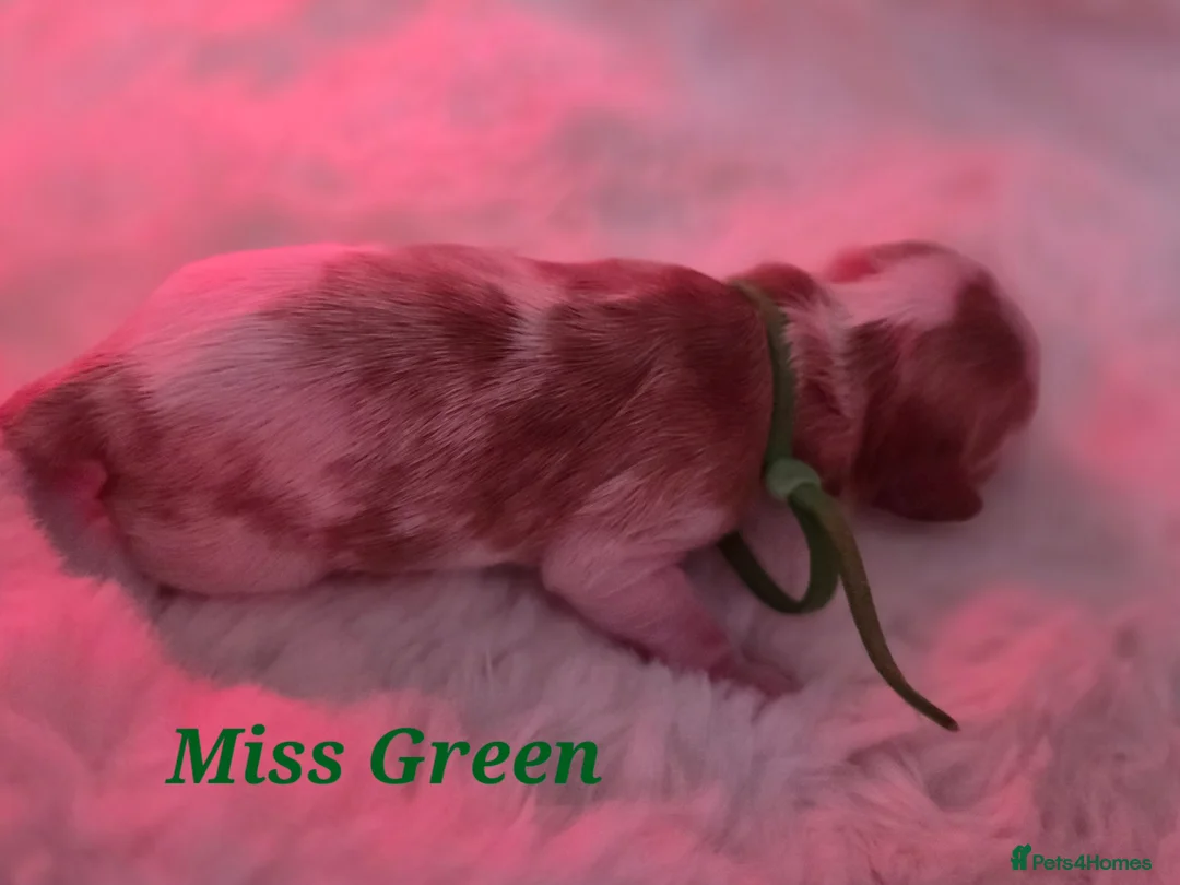 Cavalier King Charles Spaniel dogs for sale: Blenhiem cavalier king charles spaniel puppies - Advert 15