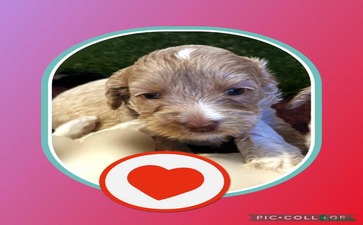 Australian Labradoodle dogs - Advert 4