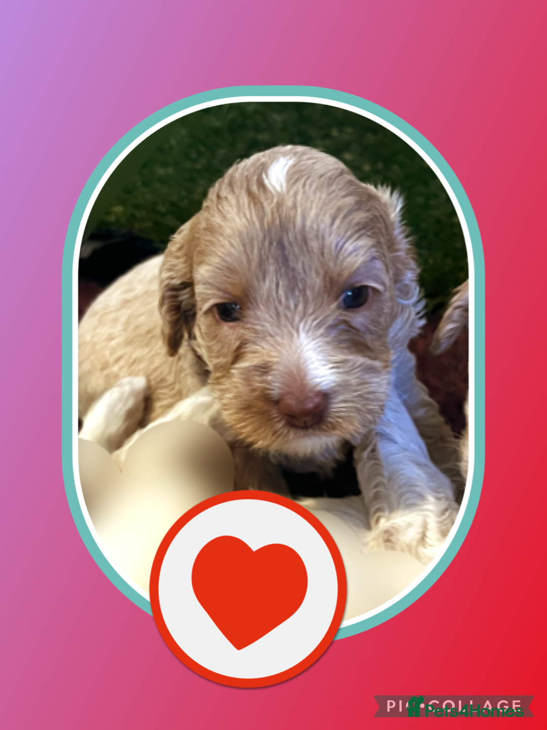 Australian Labradoodle dogs for sale: ♥️ 1 girl left ♥️ tiny tails , big hearts ♥️  - Image 14