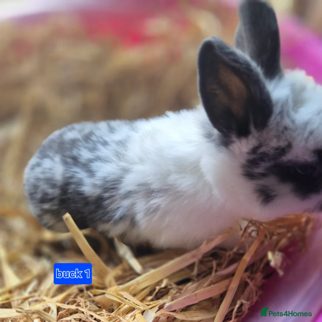 Mini Lop rabbits for sale: Gorgeous mini lop x Rhinelander kits ready April - Advert 2
