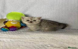 British Shorthair cats for sale: Gorgeous British shorthairs - Image 18