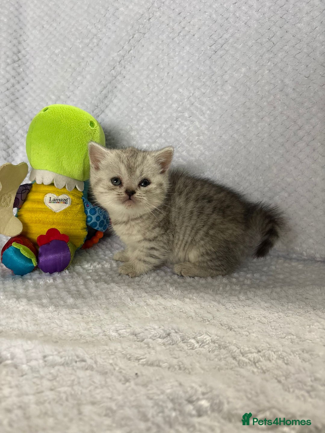 British Shorthair cats for sale: Gorgeous British shorthairs - Image 18