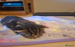 Mixed Breed cats for sale: Brown kitten avaliable.ready 16th August  - Image 20