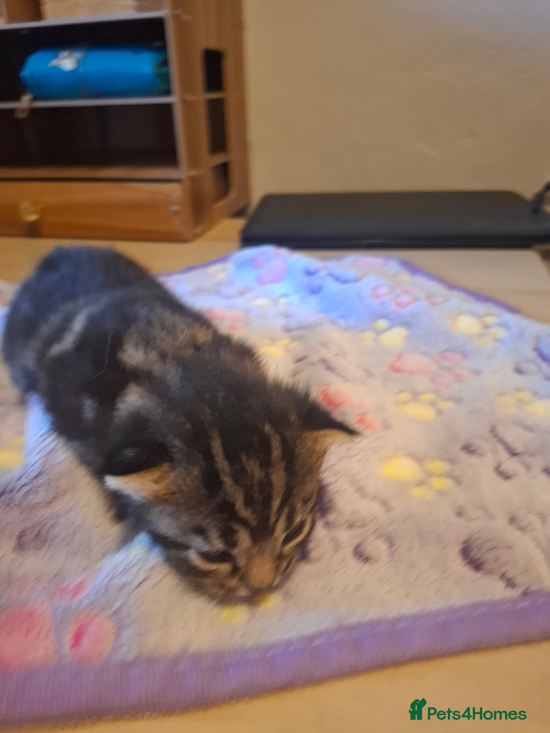 Mixed Breed cats for sale: Brown kitten avaliable.ready 16th August  - Image 20