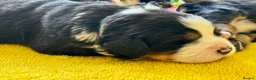 Bernese Mountain Dog dogs for sale: KC Registered Bernese Mountain Dog Puppies - Advert 6