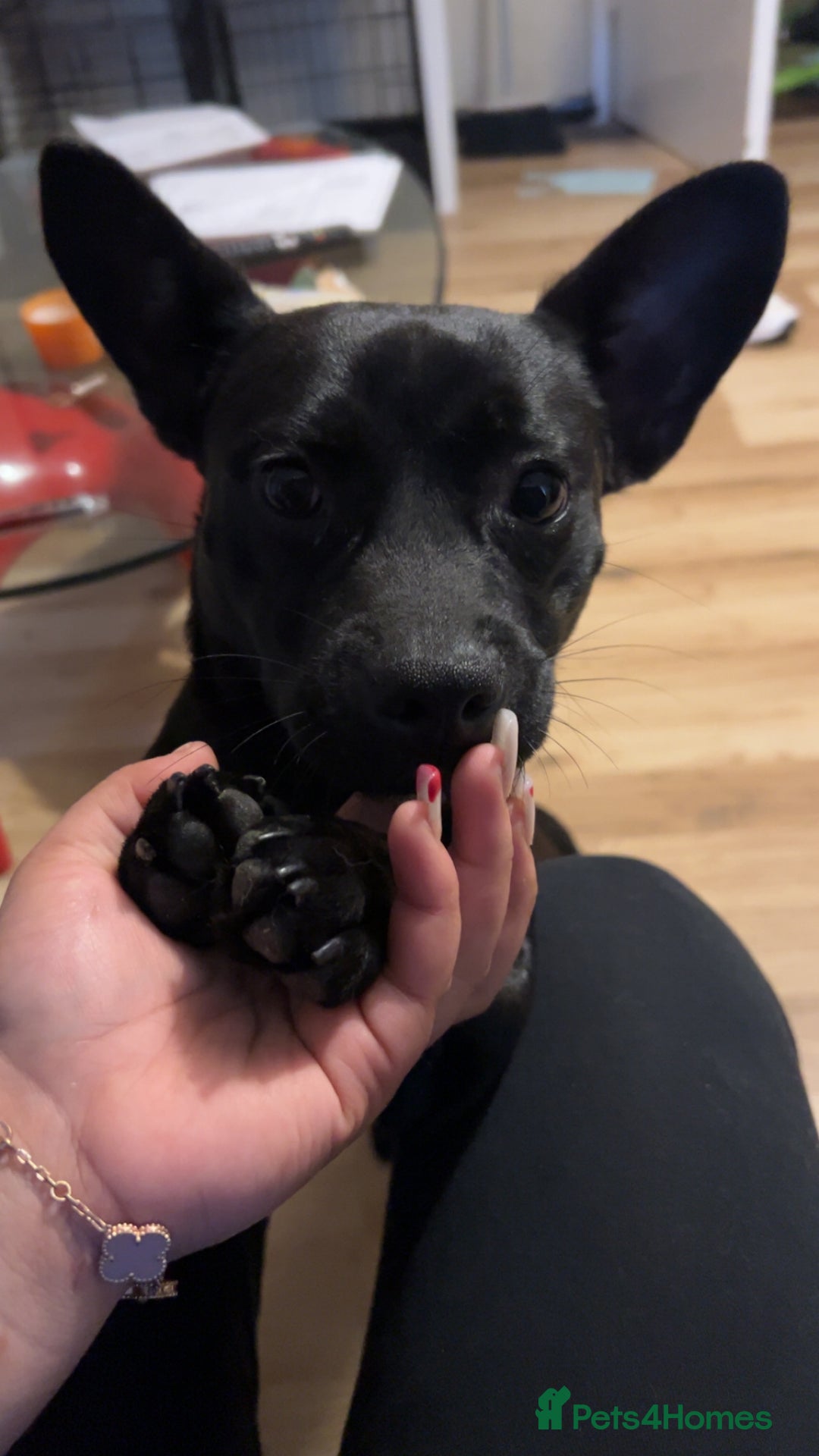 Mixed Breed dogs for sale: Fun, loving puppy - Image 1