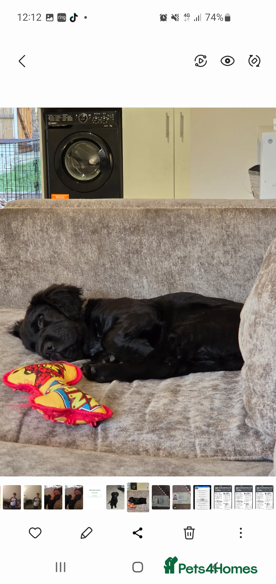 Mixed Breed dogs for sale: Herny 6 months  in Accrington - Advert 6