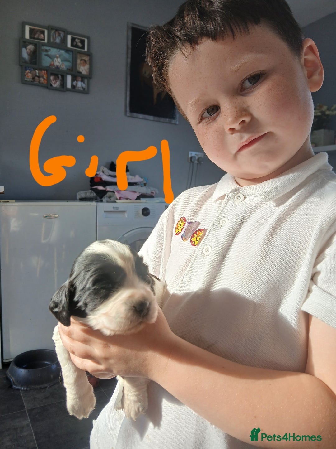 Sprocker dogs for sale: READY NOW !! 3 sprocker spaniels left  👀🏡✨️ in Wakefield - Image 34
