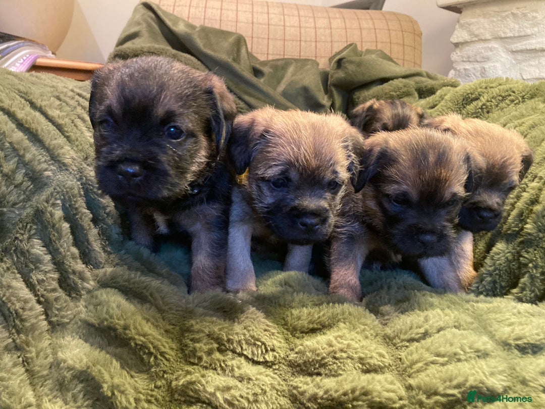 Border Terrier dogs for sale: Quality Border Terrier Puppies - Advert 8