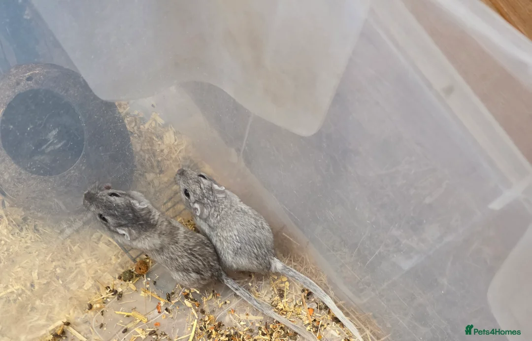 Gerbil rodents for sale: Gerbils - Advert 2