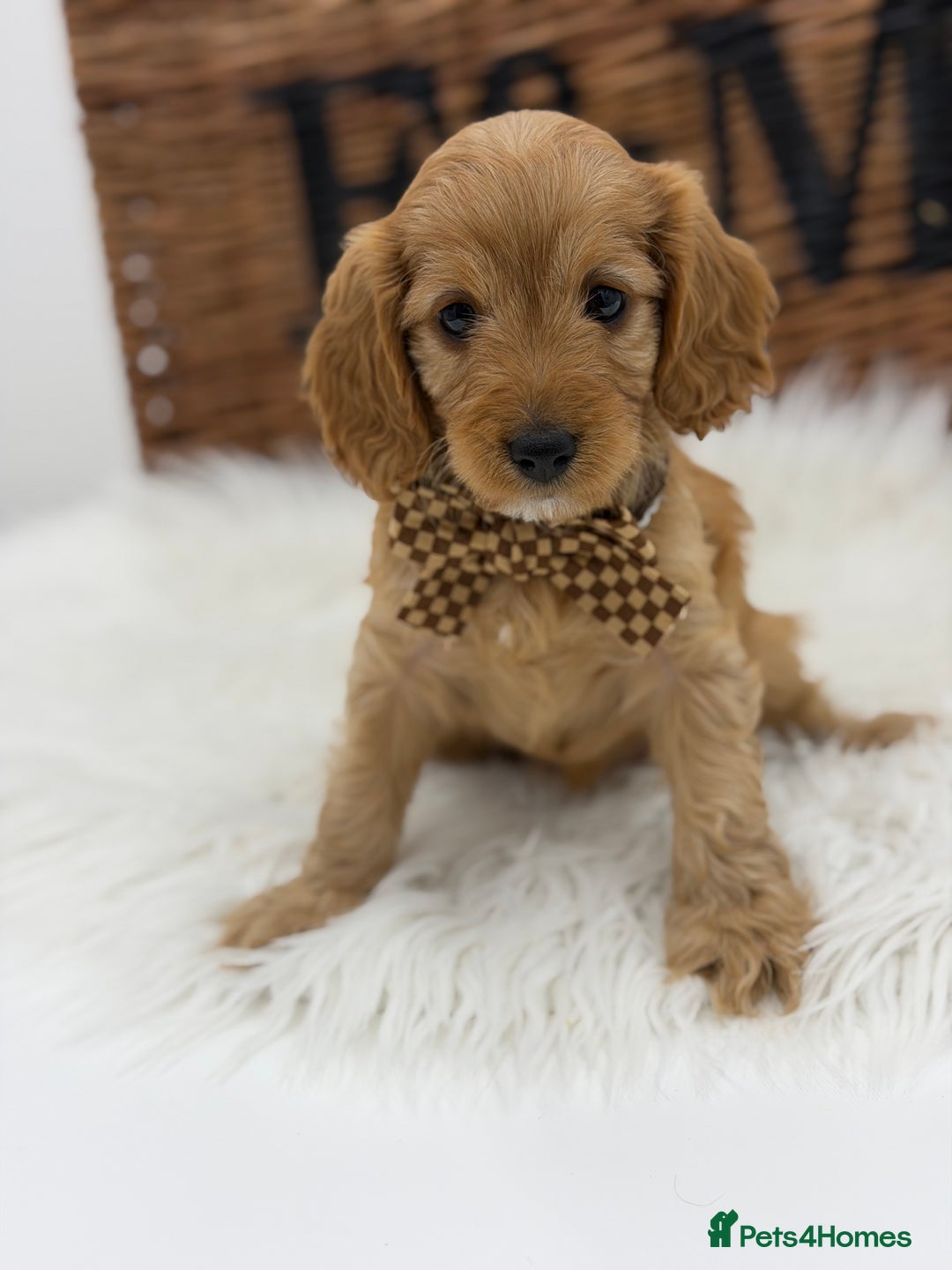 Cavapoo dogs for sale: F1 E ** tensively Health Tested Cavapoos - Advert 9