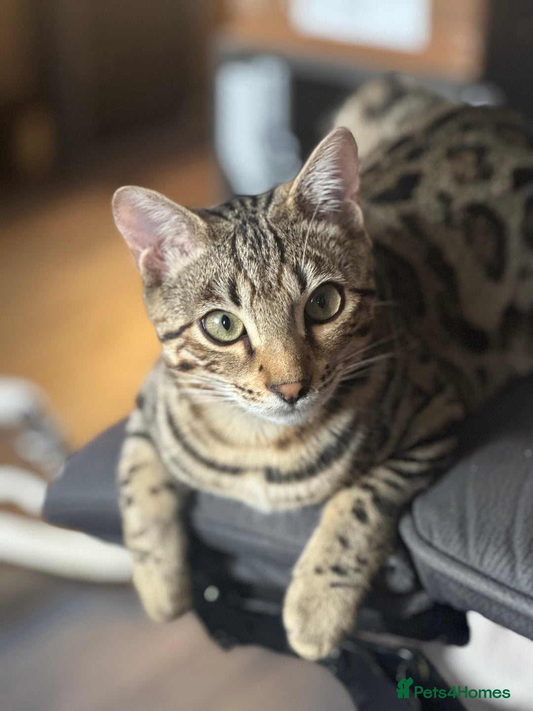 Bengal cats for sale: 2 Bengals Boy Brothers 11 Months Old - Advert 12