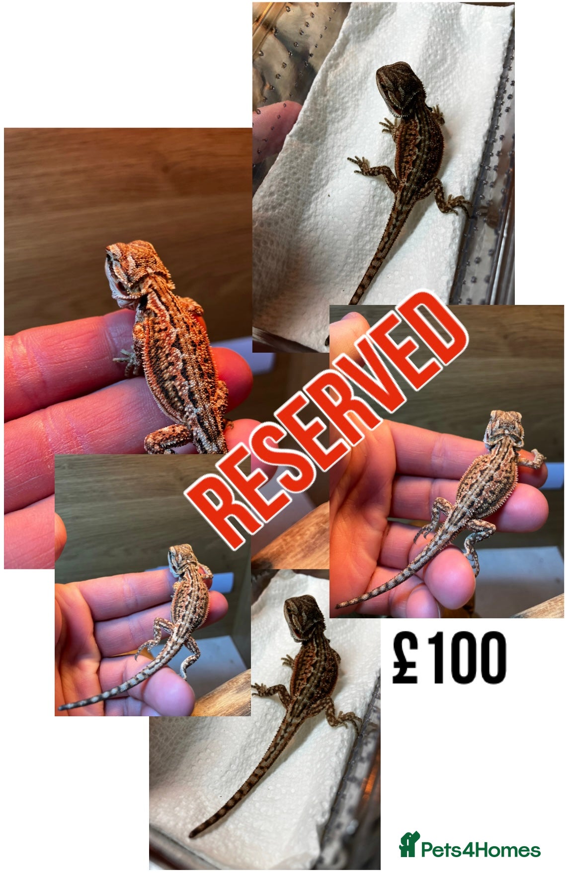 Bearded Dragon reptiles for sale: Baby Bearded Dragons For Sale! - Advert 25