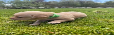 Green Dog