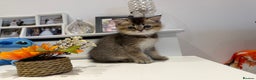 Scottish Fold cats for sale: Purrfect kitten  - Advert 7