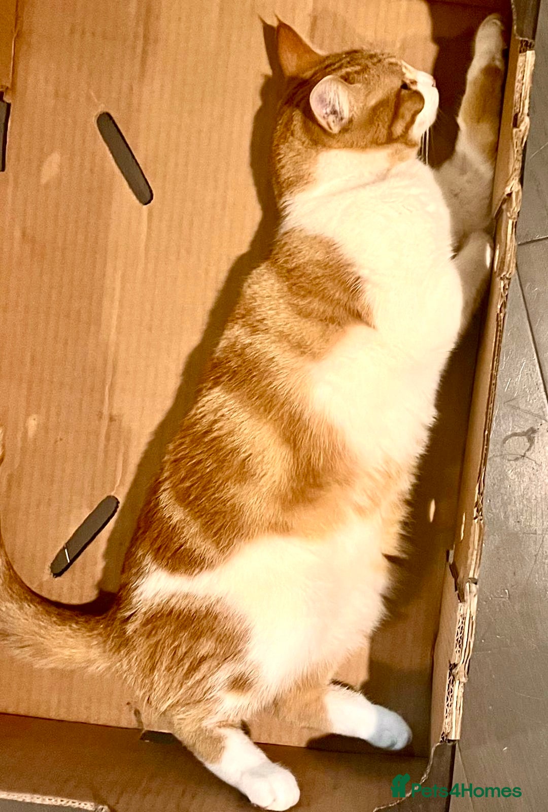 British Shorthair cats for sale: Spice - Advert 3