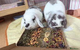 Mini Lop rabbits for sale: Mini Lop Sisters - Image 4