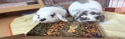 Mini Lop rabbits for sale: Mini Lop Sisters - Advert 4